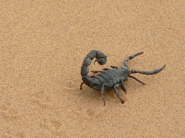 Comment se comporter face à un Scorpion ?