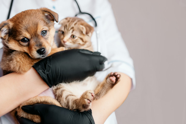 Pourquoi une assurance pour chien ?