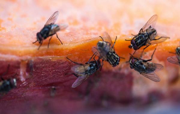 Quelques astuces naturelles pour repousser les mouches en été