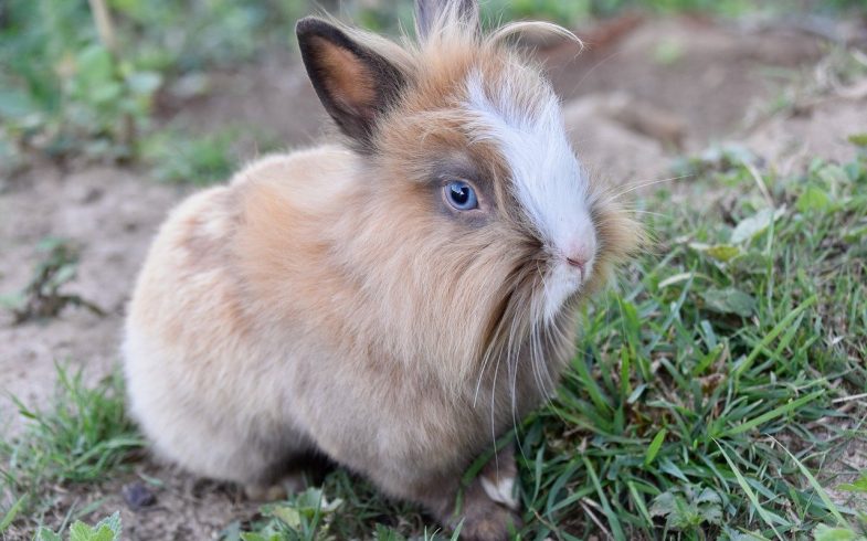 Comment apprivoiser un lapin nain sauvage ?