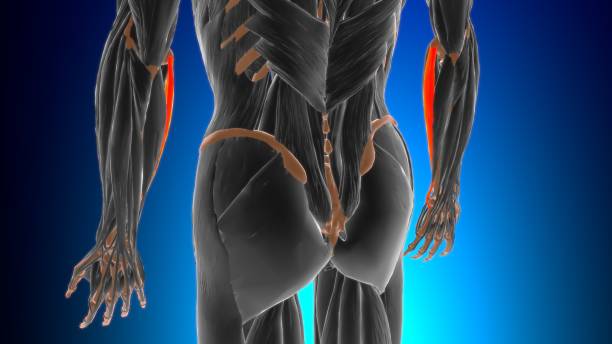 Muscles fléchisseurs, muscles extenseurs, lesquels sont les plus importants pour le dos ?