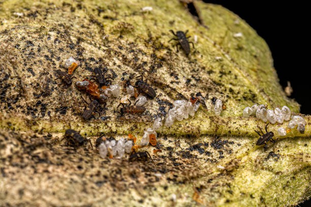 Les trois moyens de lutte biologique